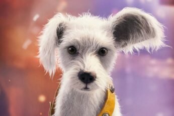 Meet Baby Krypto: The Scene-Stealer in DC’s Supergirl Teaser Meet Baby Krypto: The Scene-Stealer in DC’s Supergirl Teaser